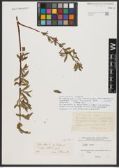 Foto von Salix alba L.